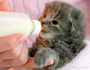 кормление котенка с бутылочки