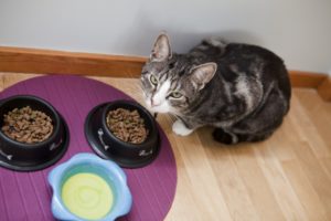 Чем лучше кормить кошку в домашних условиях: 3 вида питания