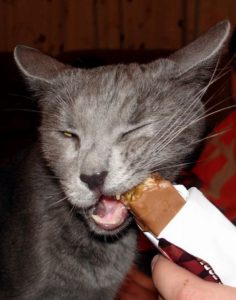 кошка ест шоколад
