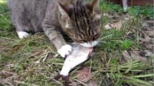 кошка ест рыбу