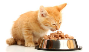 рыжий котенок ест корм
