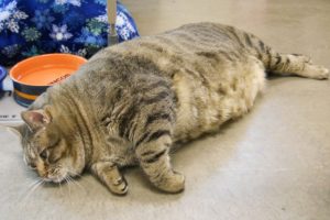 толстый полосатый кот