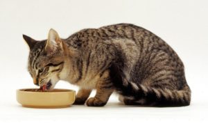 полосатая кошка ест консервы
