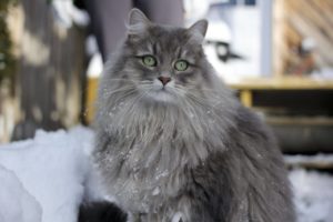 сибирская кошка в снегу
