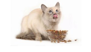 дымчатый котенок ест сухой корм