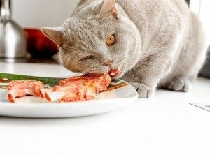 натуральная еда для кошек