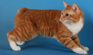 Кошка бобтейл: разновидности и особенности породы, фото кота и его характеристика, уход за питомцем и содержание дома