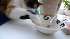 кошка ест кашу лапой