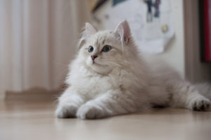 сибирская белая кошка