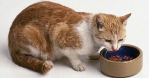 рыжий кот ест корм