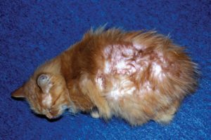 пищевая аллергия у кошки