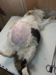 кошка с огромным животом из-за пиометры