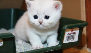 белый котенок сидит в лотке