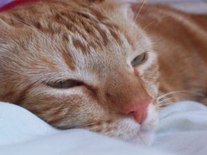 сонливость у кошки