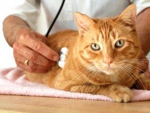 рыжего кота слушает ветеринар