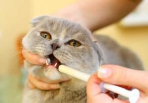 вазелиновое масло при запоре у кошки