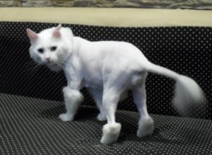 подстриженная белая кошка