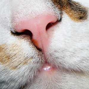 Температура тела кота или кошки: какая считается нормальной, какой нос должен быть нос