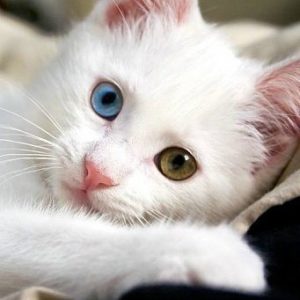 кошка с разными глазами