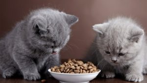 британские котята едят сухой корм