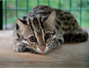 азиатская леопардовая кошка