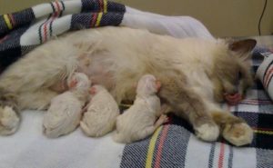 кошка с новорожденными котятами