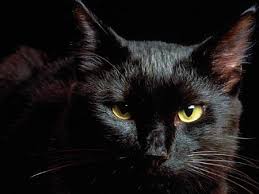 взгляд черной кошки