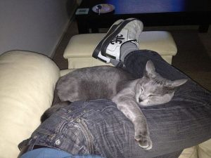 кот спит на ногах