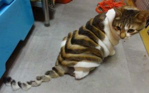 модельная стрижка у кошки