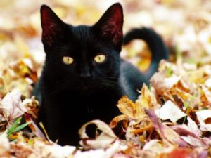 чёрная кошка в листве