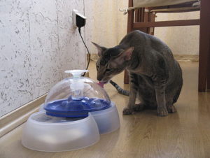 кот пьет из автоматической поилки