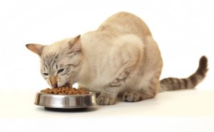 серая кошка ест сухой корм