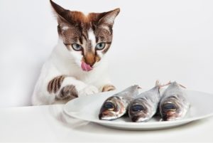 кошка с рыбой