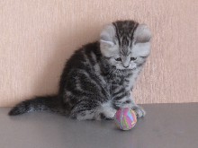 шотландский котенок с мячиком