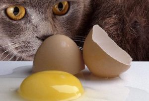 кошка смотрит на куриное яйцо