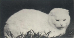 первая шотландская вислоухая кошка сьюзи