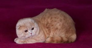 кремовый окрас британская вислоухая кошка