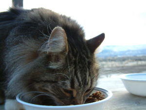 полосатый серый кот ест