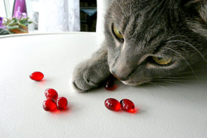 витамины и минералы для кошек
