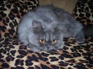 персидская кошка голубого окраса