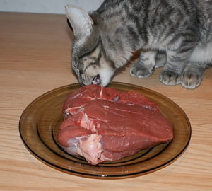 кормление кошки мясом