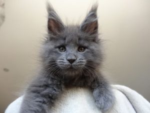 серый котенок породы мейн кун