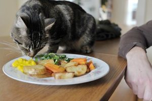 кошка ест овощи из тарелки