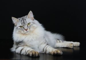 сибирская кошка лежит