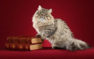 кошка наполеон с книгами