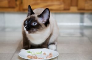 сиамская кошка ест