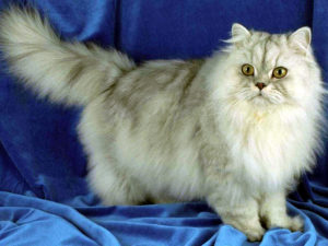 персидская кошка серебристая шиншилла
