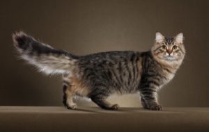 сибирская кошка полосатый табби