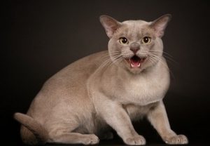 характер бурманской кошки