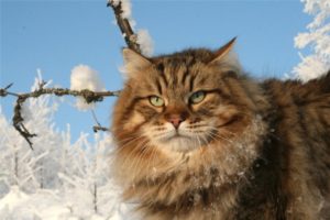 сибирская кошка и ее характер